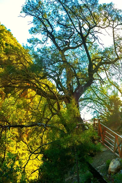 En la imagen hay un gran árbol en el bosque a través de la corona de la que el sol hace su camino —  Fotos de Stock