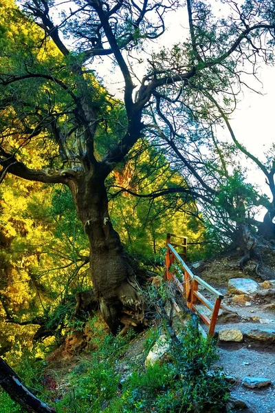 Auf dem Bild steht ein großer Baum im Wald, durch dessen Krone sich die Sonne ihren Weg bahnt — Stockfoto