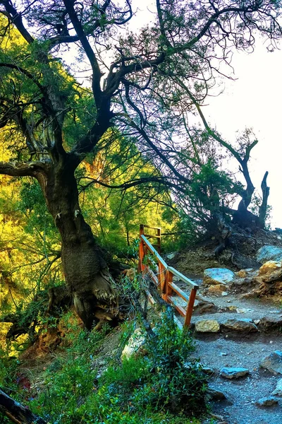 Na obrazie znajduje się duże drzewo w lesie przez koronę, z której słońce czyni swoją drogę — Zdjęcie stockowe