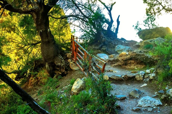 Na imagem há uma grande árvore na floresta através da coroa da qual o sol faz o seu caminho — Fotografia de Stock