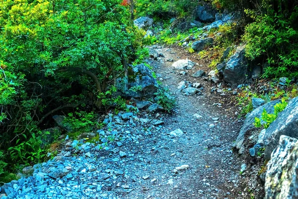 In de foto-een pad in een dicht bos in de bergen — Stockfoto