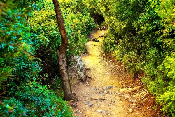 Sur la photo - un sentier dans une forêt dense dans les montagnes — Photo