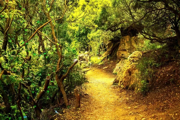 Im Bild - ein Pfad in einem dichten Wald in den Bergen — Stockfoto