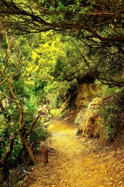 Resimde - dağlarda yoğun bir ormanda bir yol