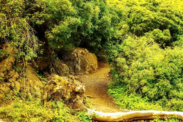 写真で - 山の密な森の中のパス — ストック写真