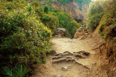 Resimde - dağlarda yoğun bir ormanda bir yol