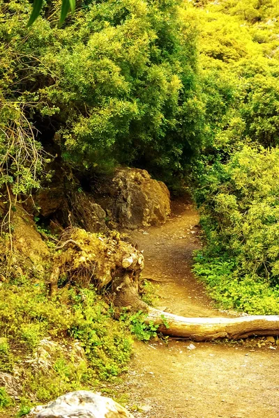 En la imagen - un camino en un bosque denso en las montañas —  Fotos de Stock