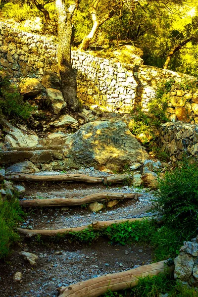 Pad in een dicht bos in de bergen — Stockfoto