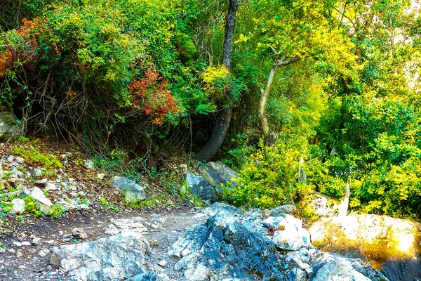 山中茂密森林中的小路 — 图库照片