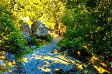 Dağlarda sık bir ormanda yol