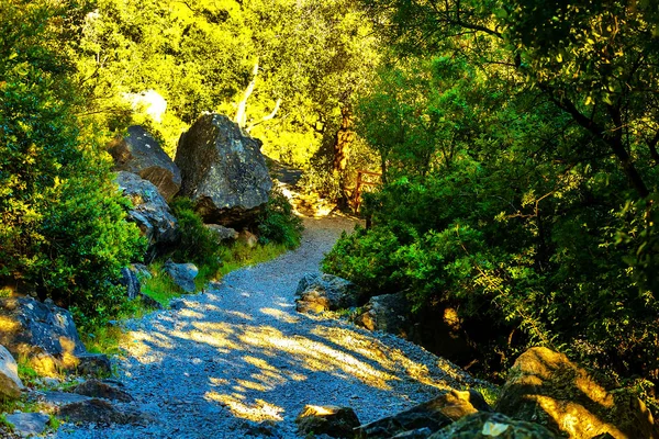 Pad in een dicht bos in de bergen — Stockfoto