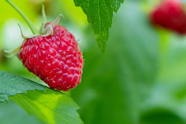 Bahçedeki çalıların üzerinde kırmızı ahududu ve arka planda yeşil yapraklar. Uzayı kopyala Görüntüyü kapat