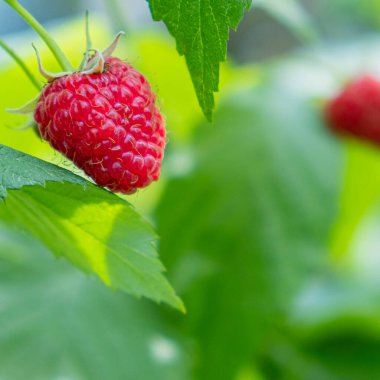 Bahçedeki çalıların üzerinde kırmızı ahududu ve arka planda yeşil yapraklar. Uzayı kopyala Görüntüyü kapat