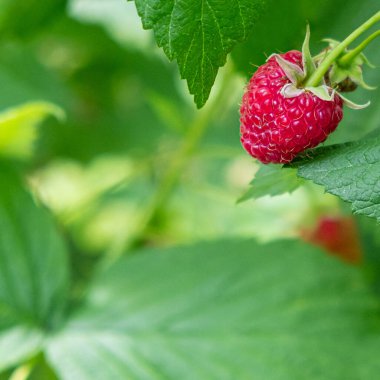 Bahçedeki çalıların üzerinde kırmızı ahududu ve arka planda yeşil yapraklar. Uzayı kopyala Görüntüyü kapat