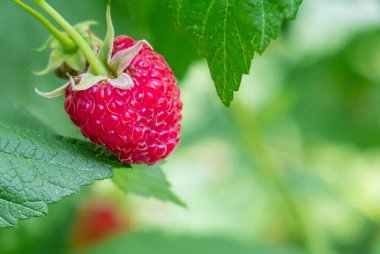 Bahçedeki çalıların üzerinde kırmızı ahududu ve arka planda yeşil yapraklar. Uzayı kopyala Görüntüyü kapat