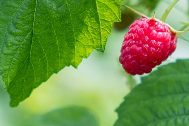Bahçede kırmızı ahududu ve arka planda yeşil yapraklar. Uzayı kopyala Görüntüyü kapat