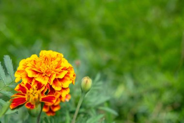 Çayırda sarı çiçek ve arka planda yeşil çimen. Manzarayı kapat. Boşluğu kopyala.