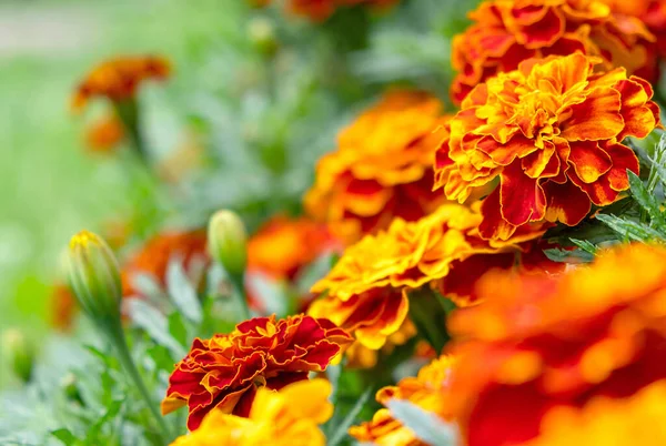 Flores Cor Laranja Prado Com Folhas Verdes Vista Perto — Fotografia de Stock