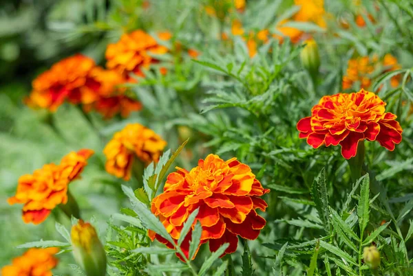 Flores Cor Laranja Prado Com Folhas Verdes Vista Perto — Fotografia de Stock