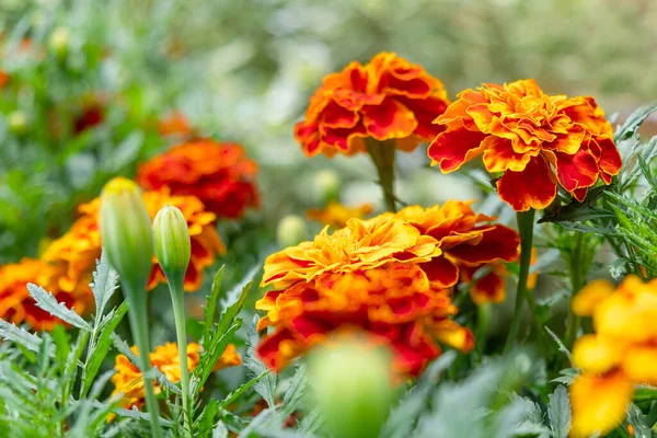 Flores Naranjas Prado Con Hojas Verdes Vista Cerca Fotos de stock libres de derechos
