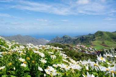 Anaga dağlar kırsal Parkı'ndan Mirador de Jardina güzel görünümü. Ön papatya çiçekler. Tenerife, Kanarya Adaları.
