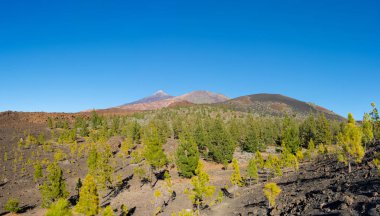 Pico del Teide ve Pico Viejo güzel panoramik manzaralı. Kozalaklı orman ve lav akar tutulur. Tenerife, Kanarya Adaları.