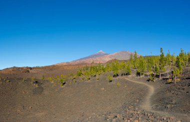Pico Viejo ve Pico del Teide patika Montana Negra, Tenerife Adası, Kanarya dan güzel görünümü