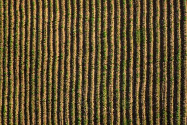 Düz satır yeşil büyüyen bitkiler. Son zamanlarda ekili alan ve sulama sistemi.