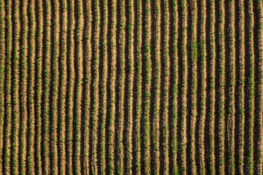 Çiftlikte havadan görünümü yeşil büyüyen bitkiler. Küçük bitkilerin düz satırlar.