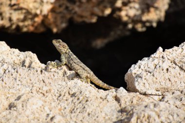 Stellagama Stellio (Laudakia Stellio, Roughtail Rock Agama) taş üzerinde oturuyor. Kıbrıs'ın güzel endemik kertenkelesi