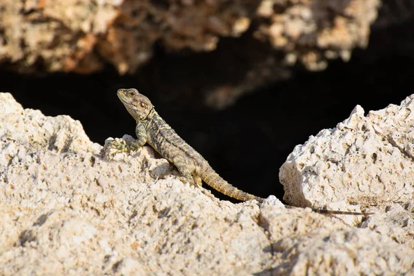 Stellagama Stellio (Laudakia Stellio, Roughtail Rock Agama) taş üzerinde oturuyor. Kıbrıs'ın güzel endemik kertenkelesi