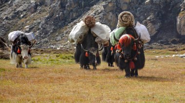 Lhonak köyü yol üzerinde ağır yük taşıyan yaks kervanı. Kangchenjunga alan, Nepal