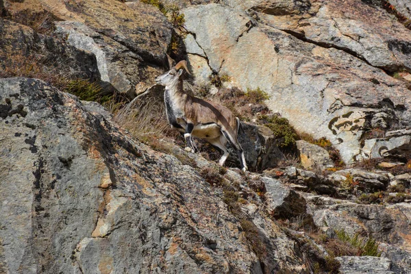 Bharal (known as blue sheep) jumping on the hillside of Himalaya Mountains, Nepa