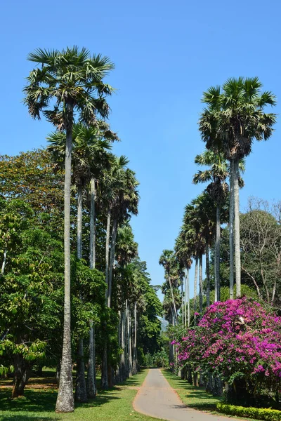 Beautiful tree-lined alley in Peradeniya Royal Botanical garden.