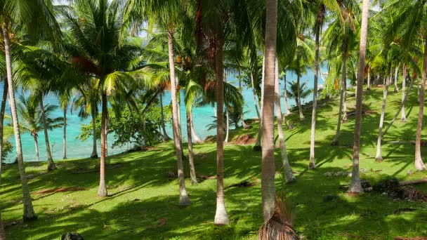 Arka planda turkuaz deniz bulunan yemyeşil palmiye ağaçları.. — Stok video