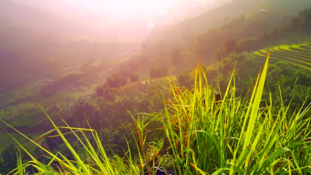 Uzun otların arkasında yeşil pirinç terasları olan vadi manzarası. Sapa, Vietnam, Haziran 2015. 4K çözünürlüğü. Titreşim etkisi. — Stok video