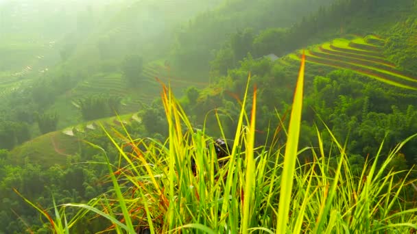Άποψη της κοιλάδας με πράσινο ρύζι βεράντες πίσω από μακρύ γρασίδι. Sapa, Βιετνάμ, ψήφισμα 4K — Αρχείο Βίντεο