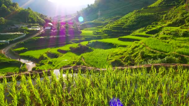 緑の棚田や村と谷の眺め。サパ,ベトナム, 4K解像度 — ストック動画