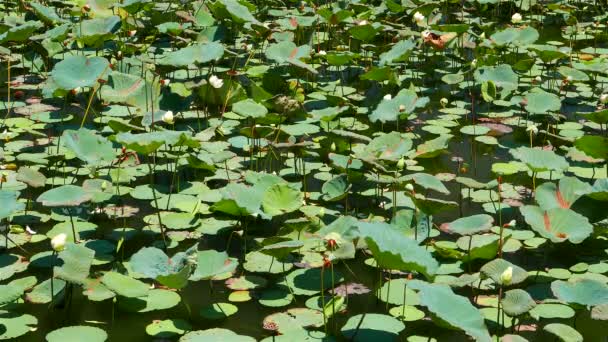 Lotusblommor i dammen. 4K upplösning. Vietnam — Stockvideo