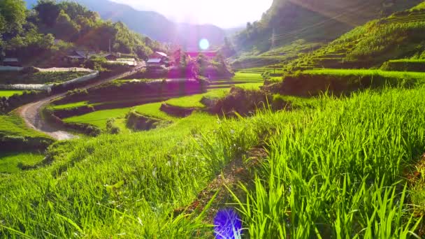 緑の棚田や村と谷の眺め。2015年6月、ベトナムのサパ。4K解像度 — ストック動画