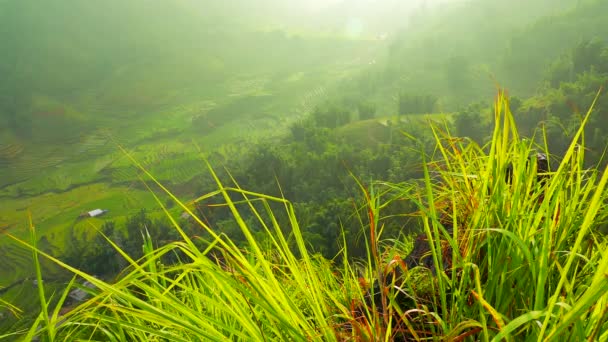Вид на долину з зеленими рисовими терасами за довгою травою. Сапа, В "єтнам, 4К резолюція — стокове відео