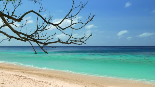 Tropikalny widok na plażę z drzewem. Rozdzielczość 4K — Wideo stockowe