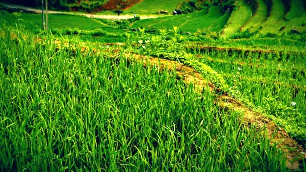 Las terrazas del campo de arroz cierran. Mirada retro. Sapa, Vietnam, junio de 2015. Resolución 4K — Vídeo de stock