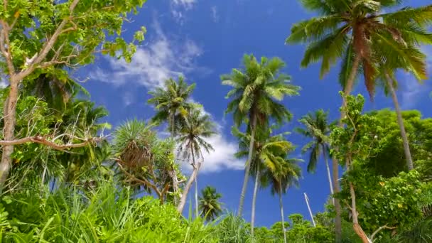 Тропическая зелень острова, пальмы с голубым небом и быстро движущимися облаками. ускорение разрешения 4K . — стоковое видео
