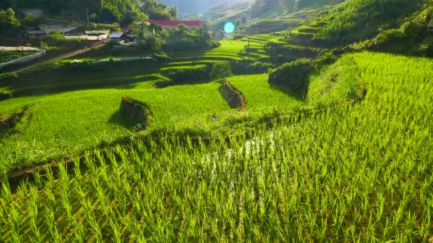 Pohled na údolí se zelenými rýžovými terasami a vesnicí. Sapa, Vietnam, červen2015. Rozlišení 4K — Stock video