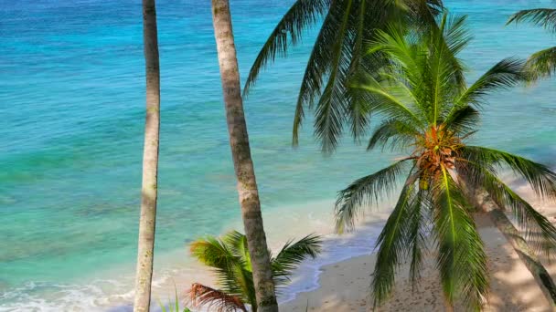 Vue sur la plage de l'île tropicale avec palmiers et eau turquoise. Résolution 4K — Video