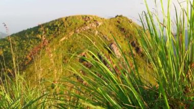 Arka planda dağ zirvesi manzarası olan rüzgarda hareket eden uzun otların etrafını sarın. 4K çözünürlüğü.