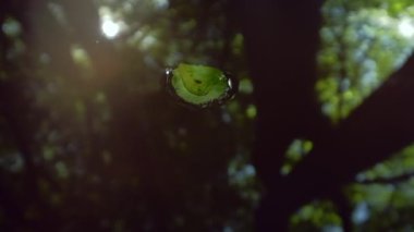 Arka plan için güzel yeşil ormandaki gölette yüzen yaprağın yakın plan görüntüleri.