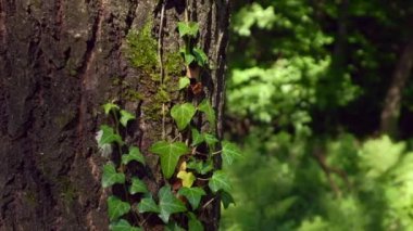 Arka plan için güzel yeşil ormanın manzaralı görüntüleri