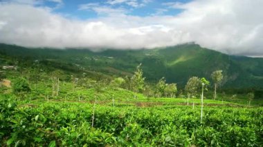 Sri Lanka - Çay tarlaları ve arka planda bulutlarla kaplı dağlarla vadi manzarası.